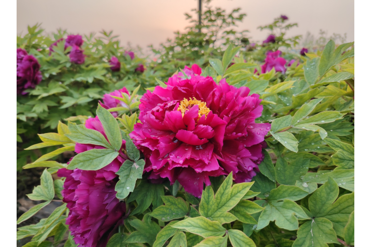 菏澤魯西新區(qū)：花?！版湣本头比A產(chǎn)業(yè)