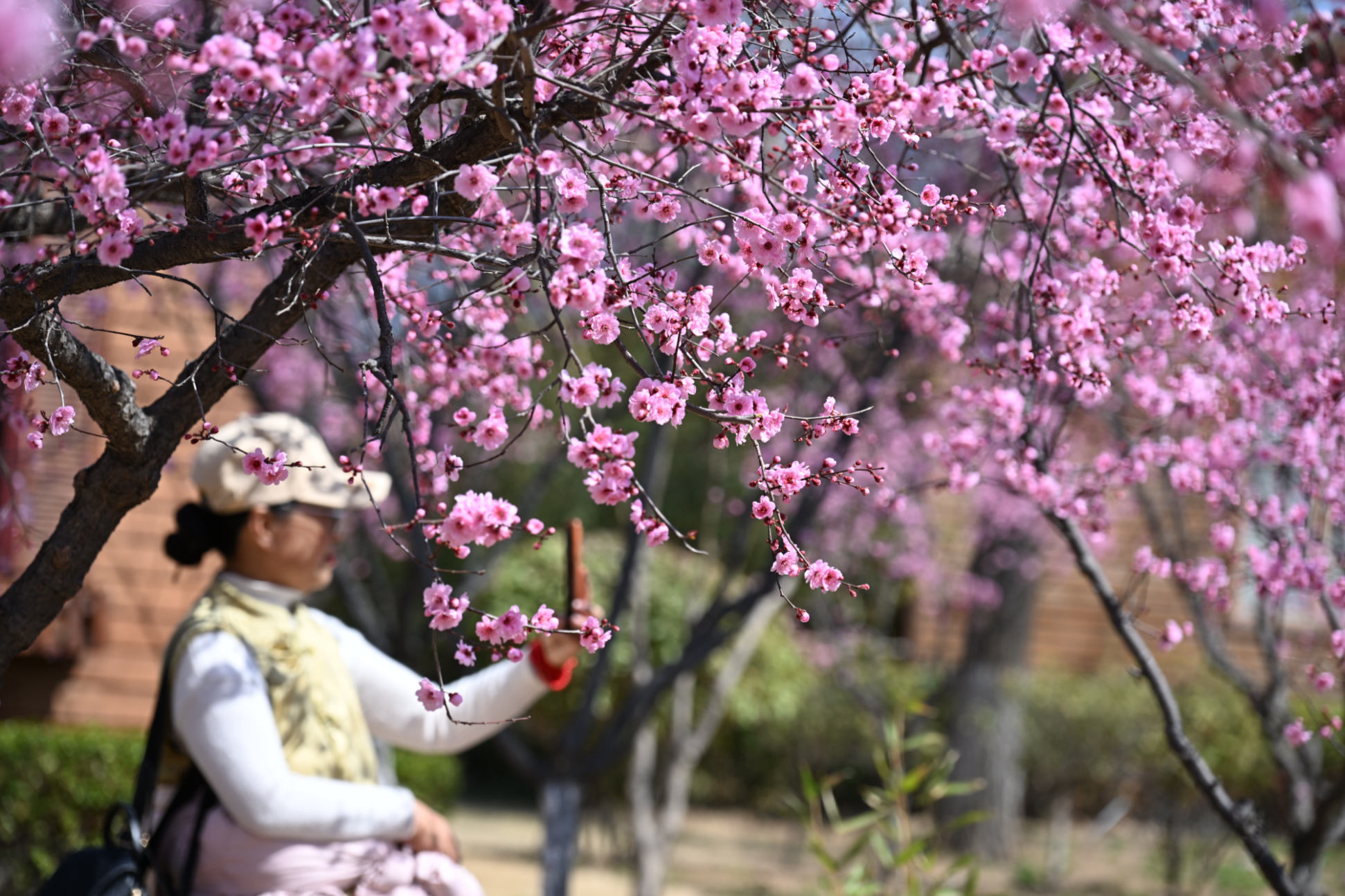 山東即墨： 踏青賞花 樂享春光