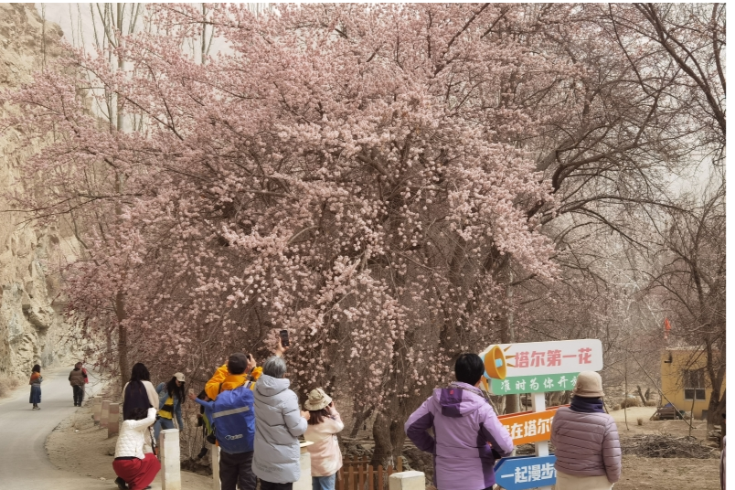 新疆是個(gè)好地方丨一邊告別一邊告白 假日新疆奏響春游交響曲
