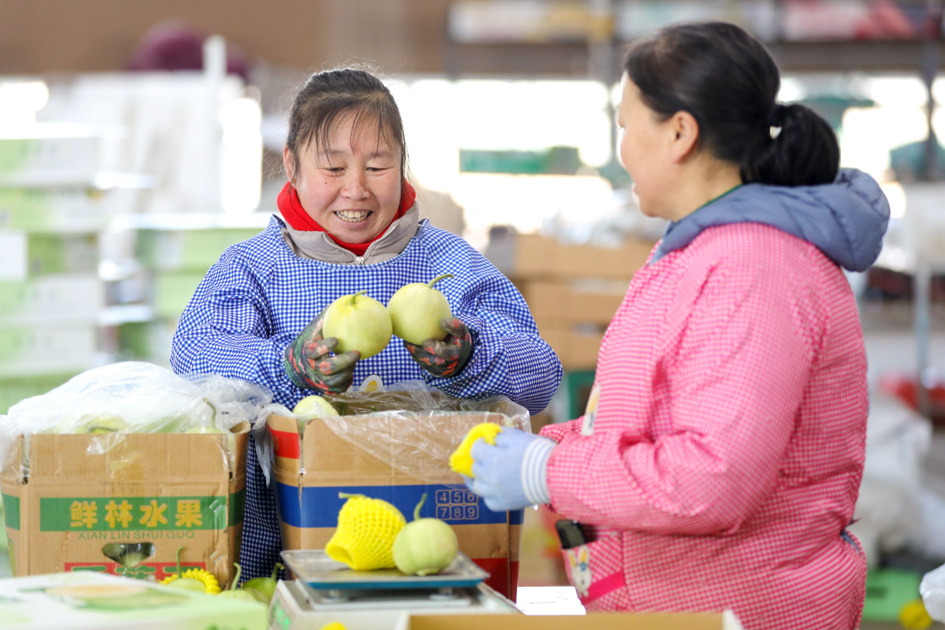山東青島：甜瓜產(chǎn)業(yè)鋪就鄉(xiāng)村振興“甜蜜路”